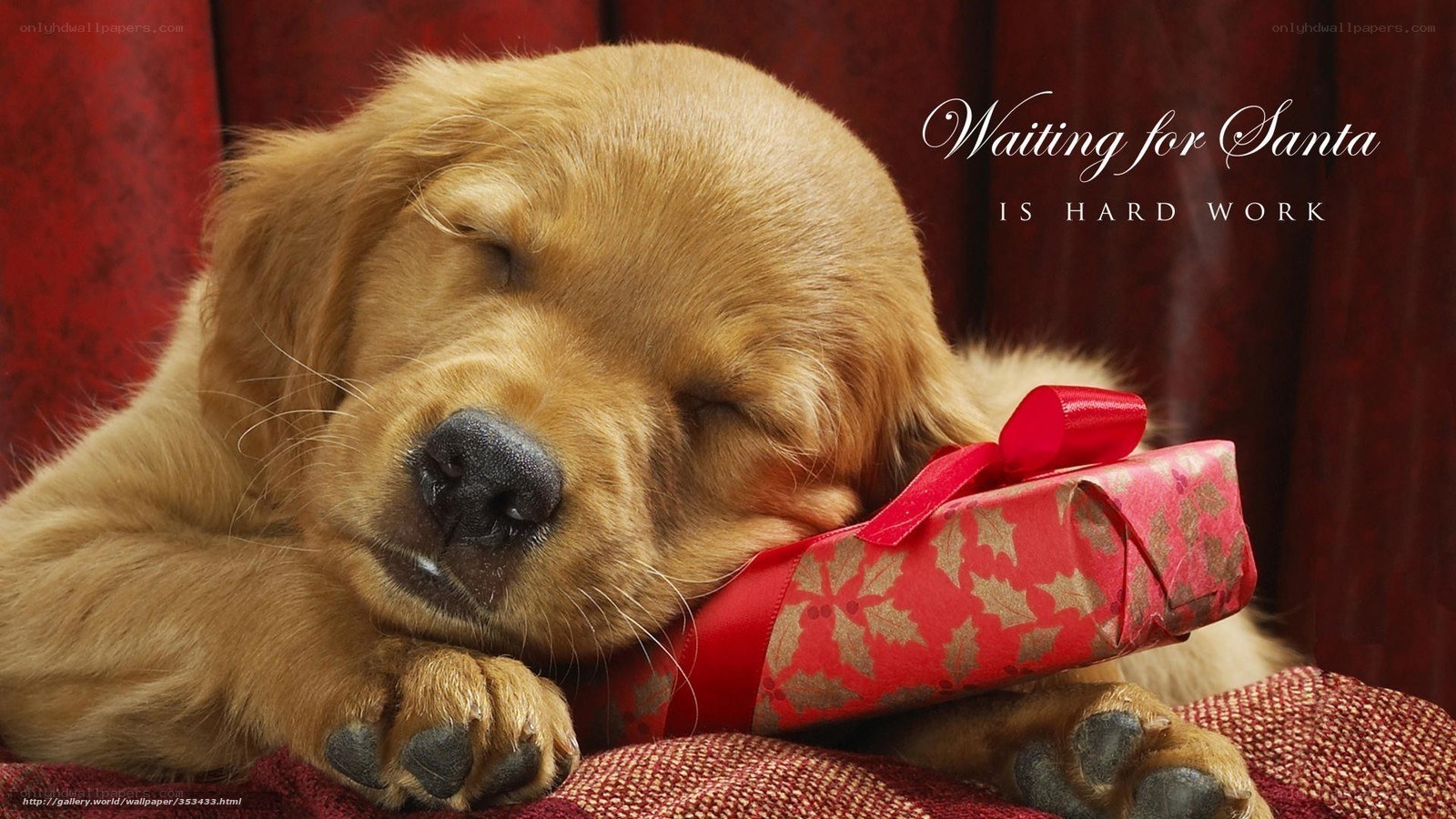 Puppy waiting for Santa