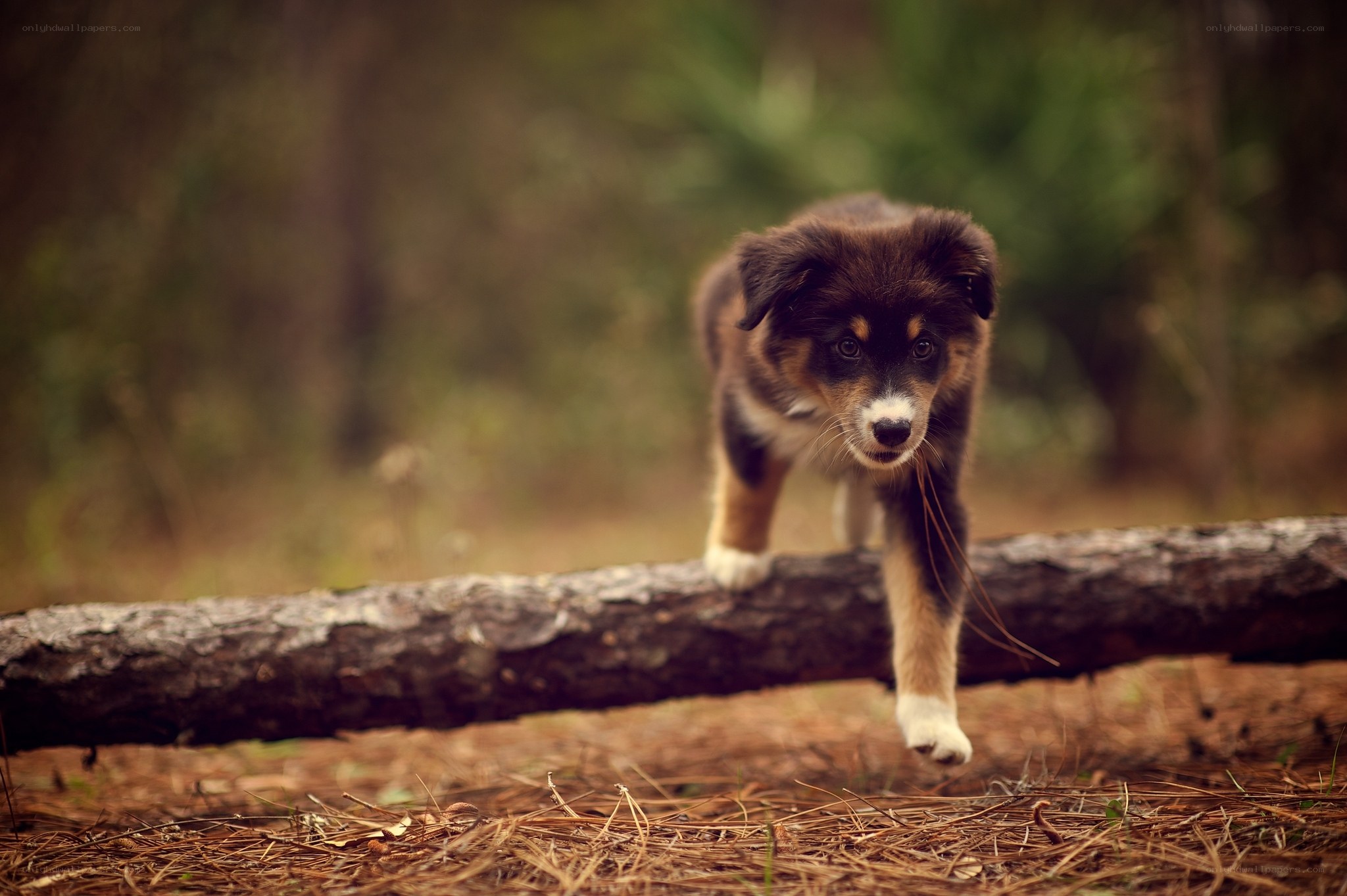 Puppy walking on a log