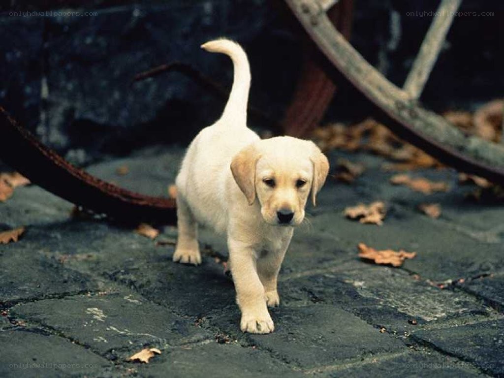 puppy walking on cobblestones
