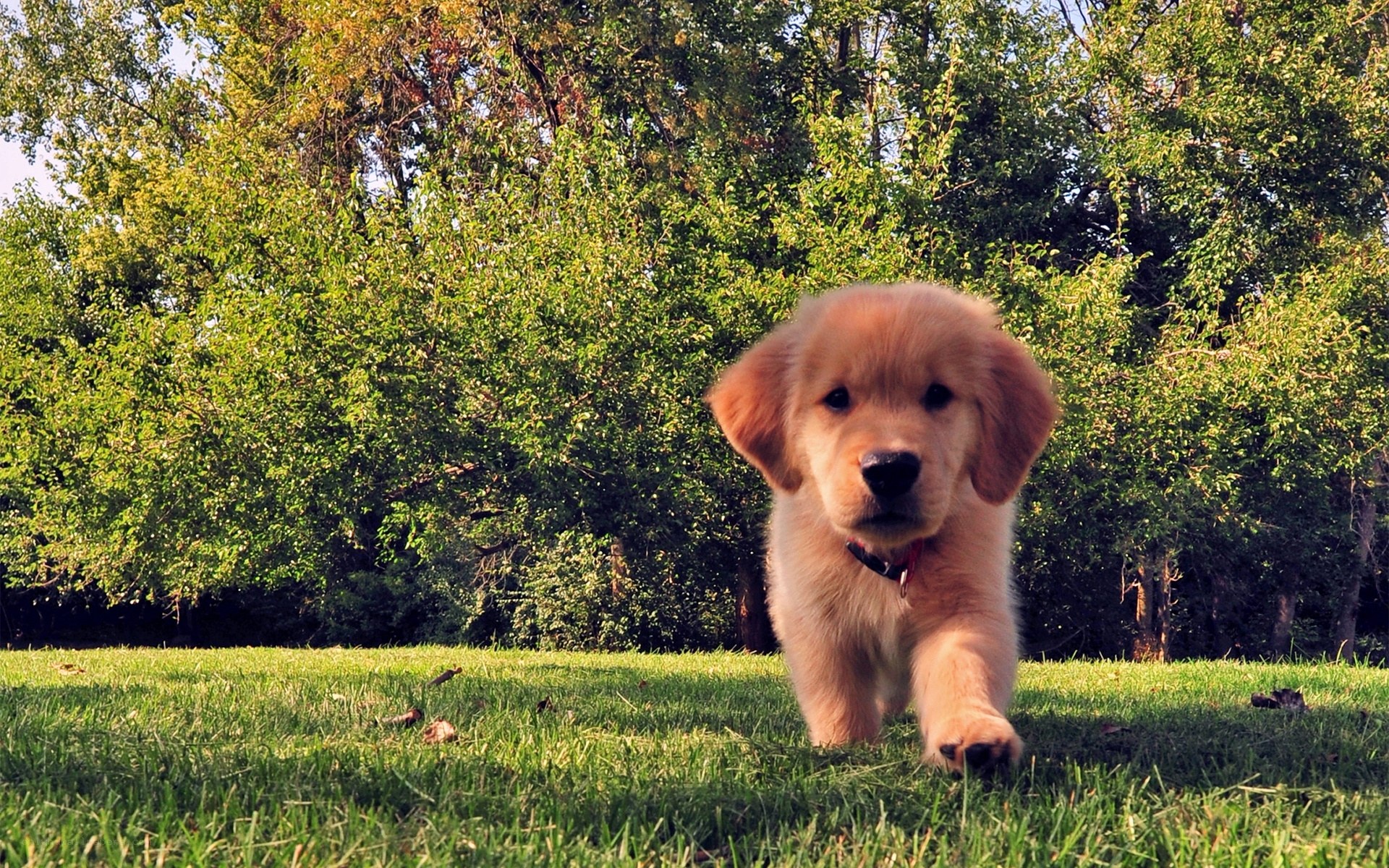 puppy walking on grass