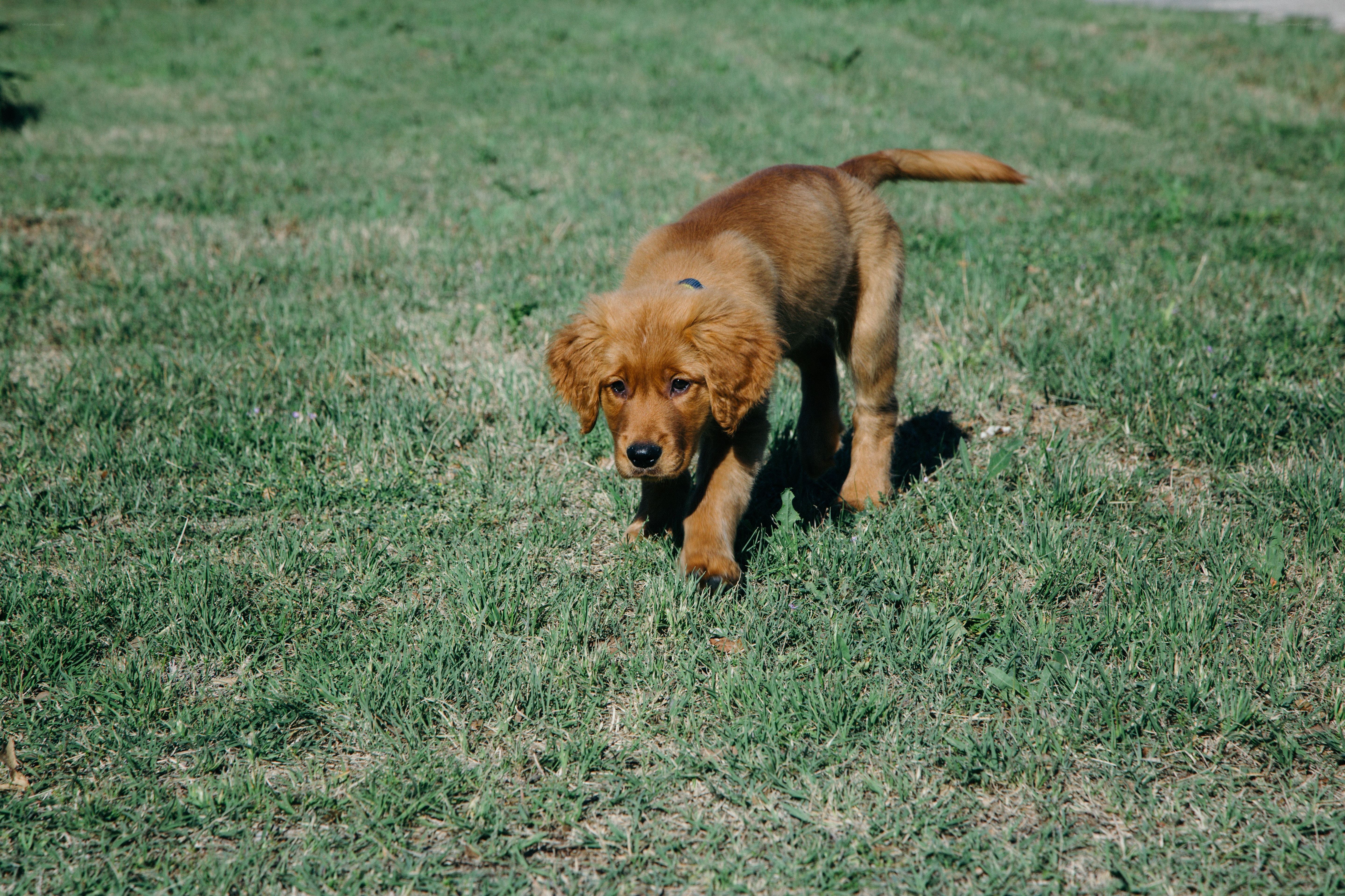 puppy walking on grass
