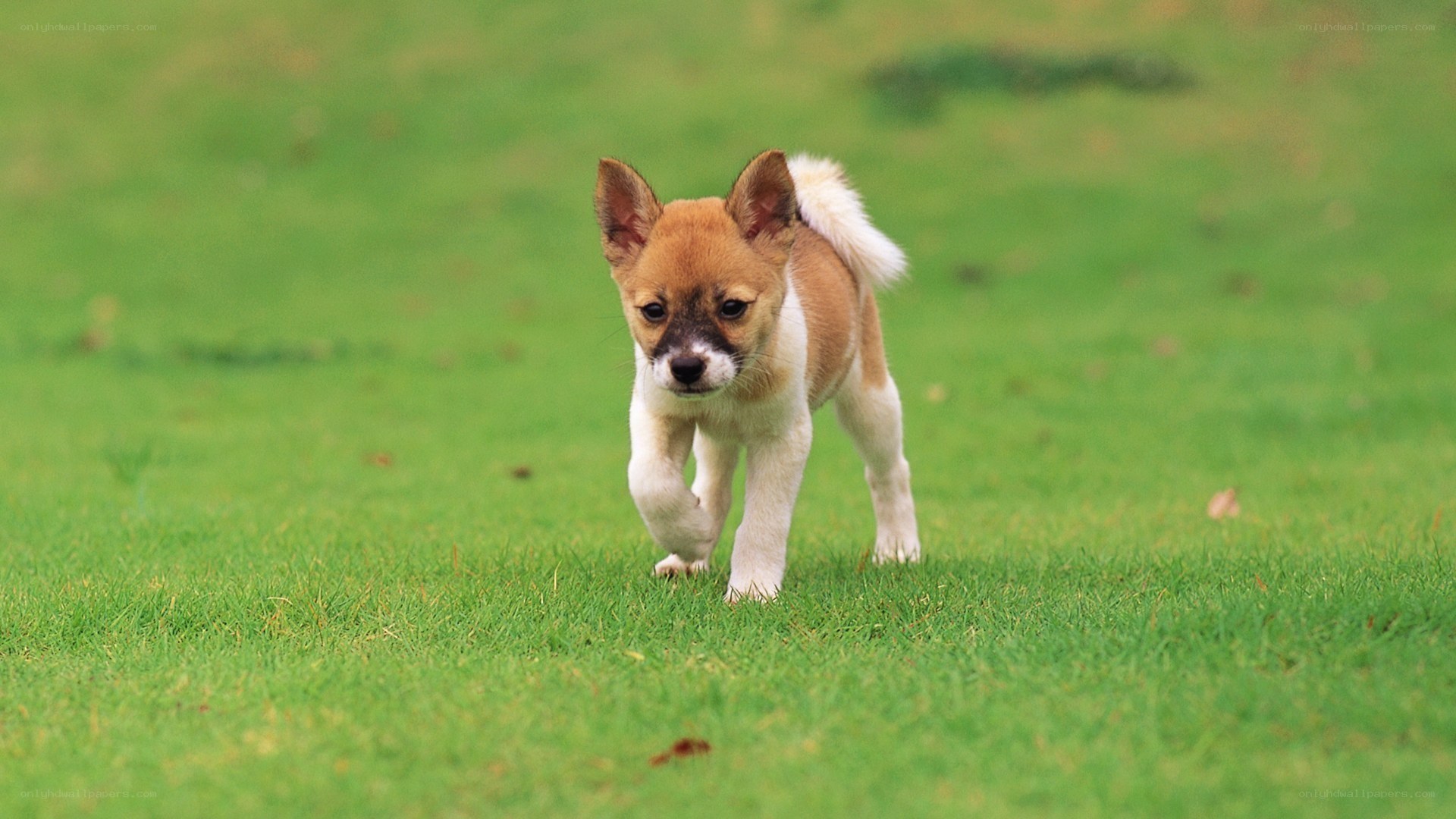 puppy walking on grass