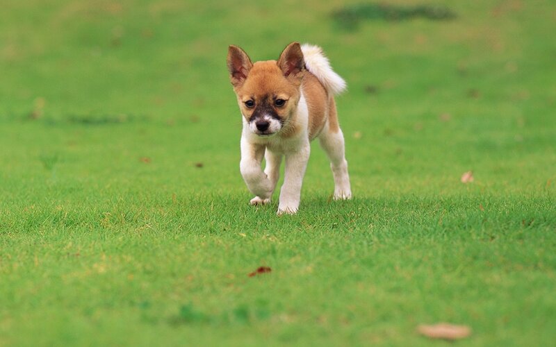 puppy walking on grass