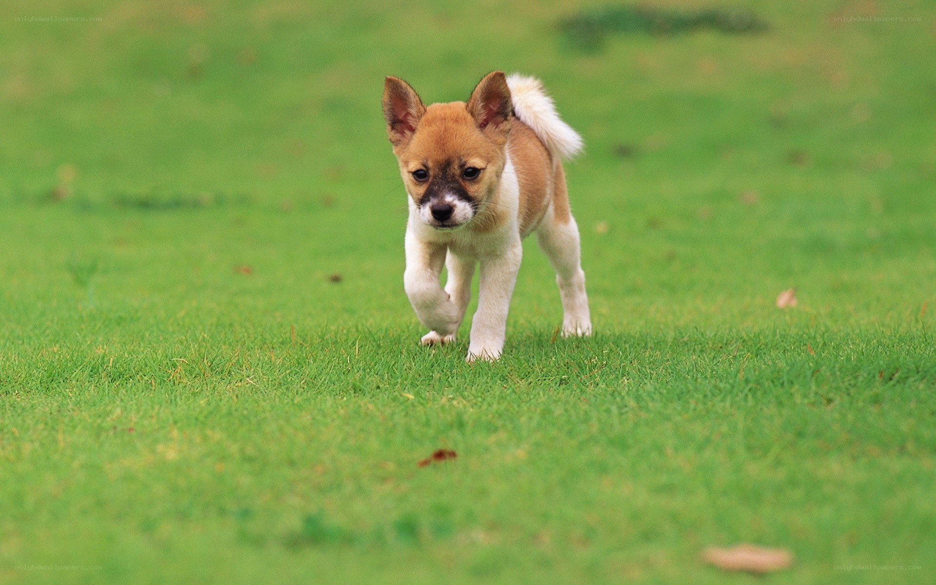 puppy walking on grass