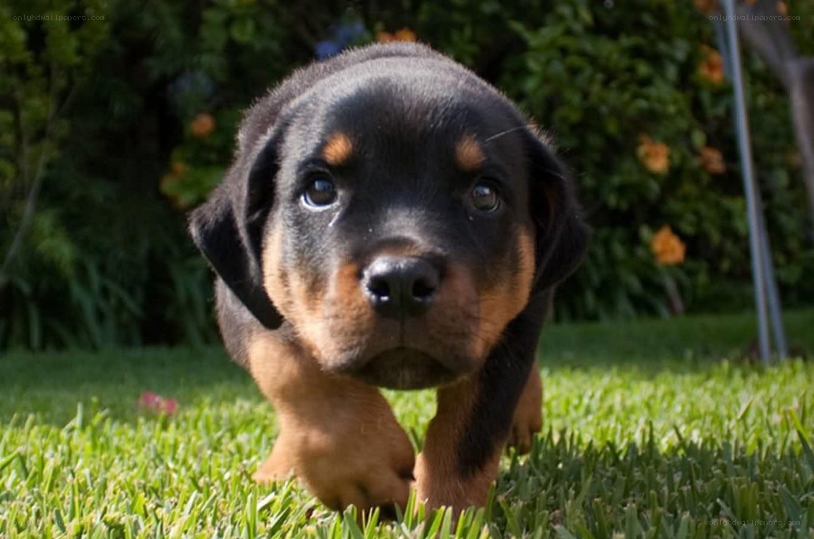 puppy walking on grass