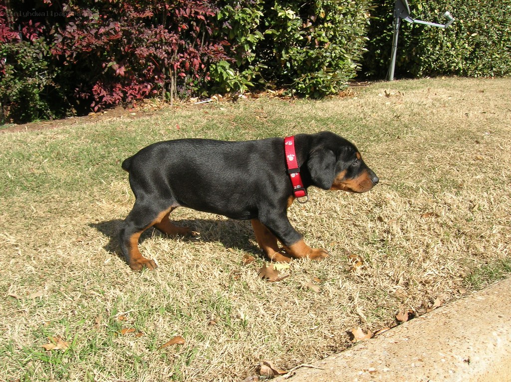 puppy walking on grass
