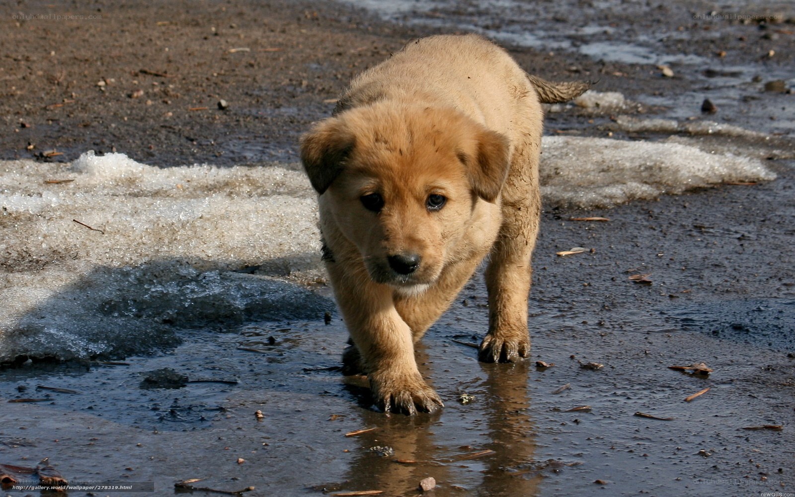 puppy walking on muddy ground