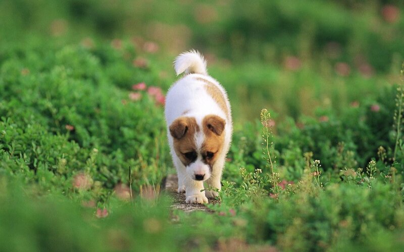 Puppy Walking on Path