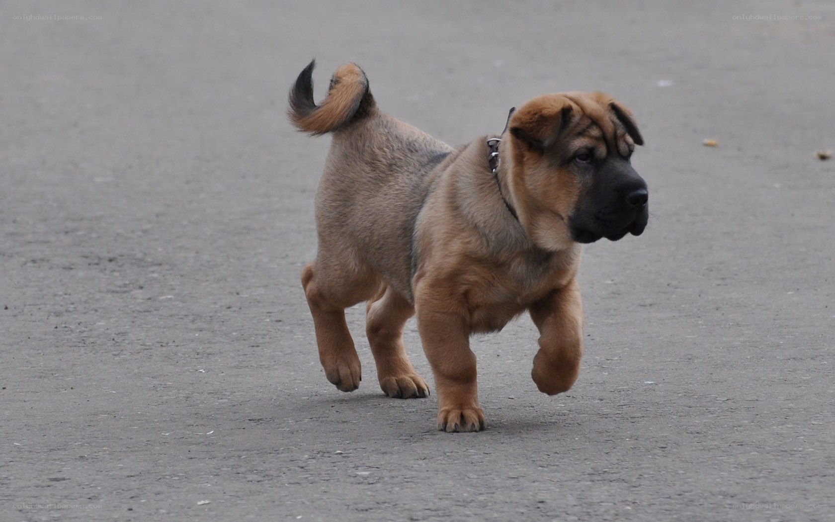 puppy walking on pavement