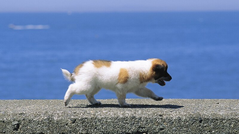 Puppy Walking on Wall — Blue