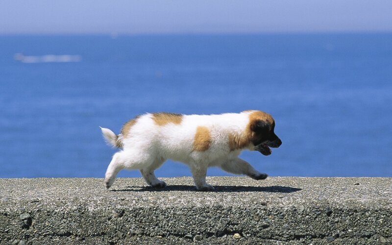 Puppy Walking on Wall