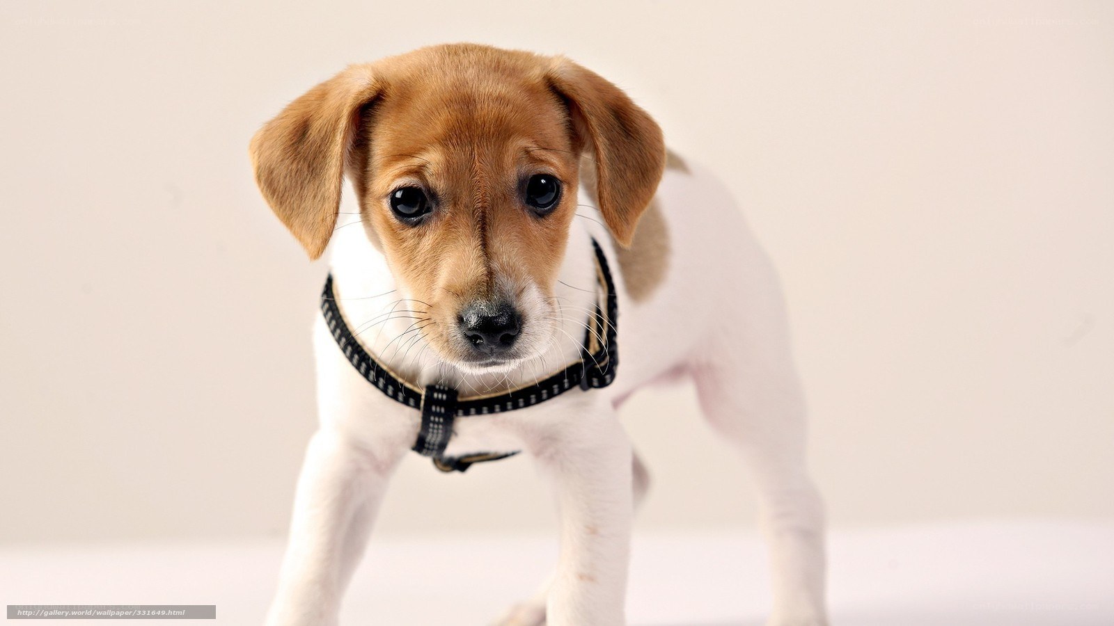 puppy wearing a harness