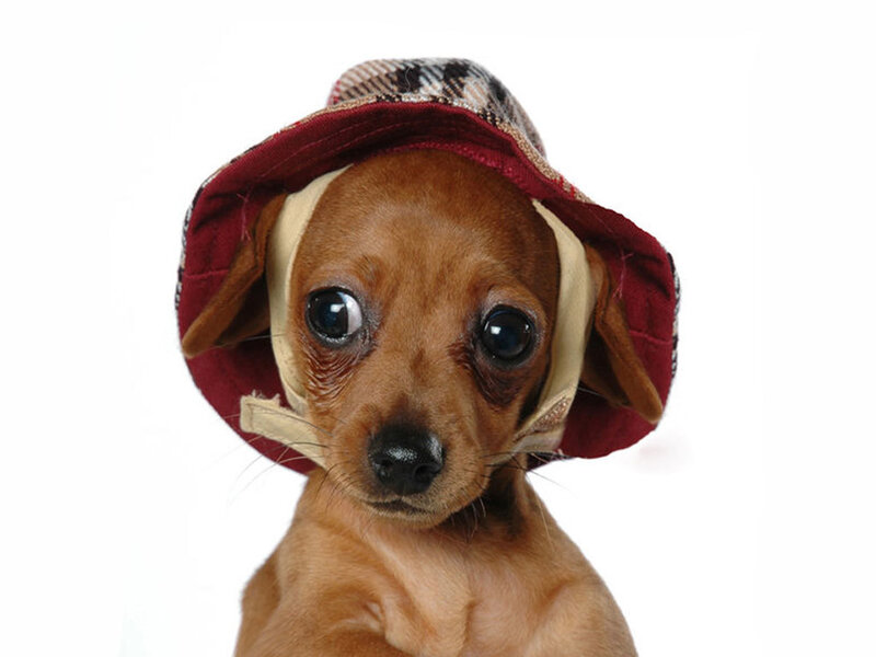 puppy wearing a hat