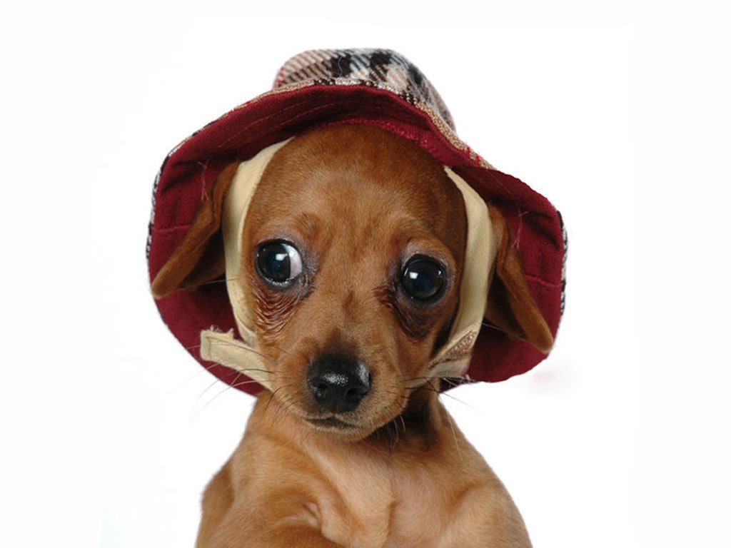 puppy wearing a hat