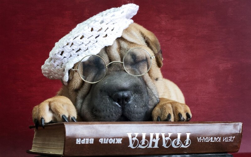 Puppy Wearing Glasses — Red