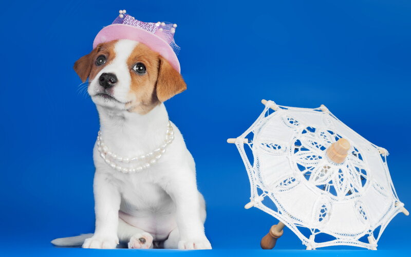 Puppy Wearing Hat and Pearls — Blue