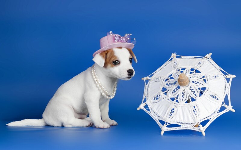 Puppy Wearing Hat and Pearls