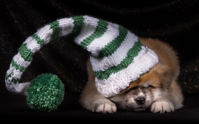 Puppy Wearing Hat — Brown