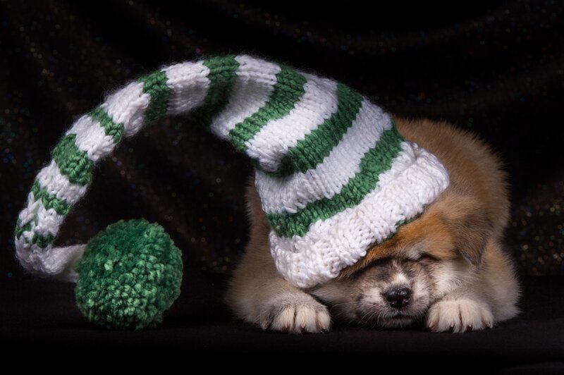 Puppy Wearing Hat — Green