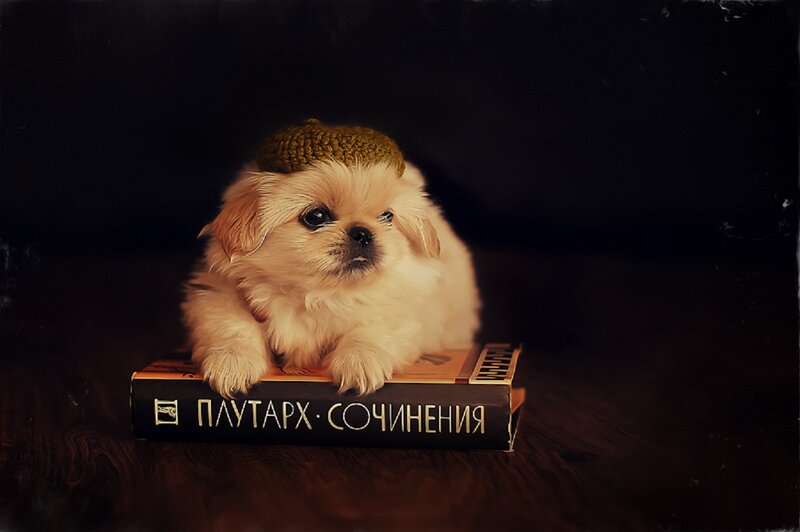 Puppy Wearing Hat
