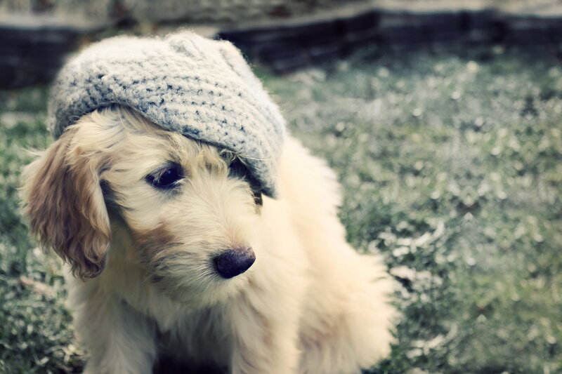 Puppy Wearing Hat — White, Calm