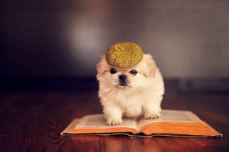 Puppy Wearing Hat — White