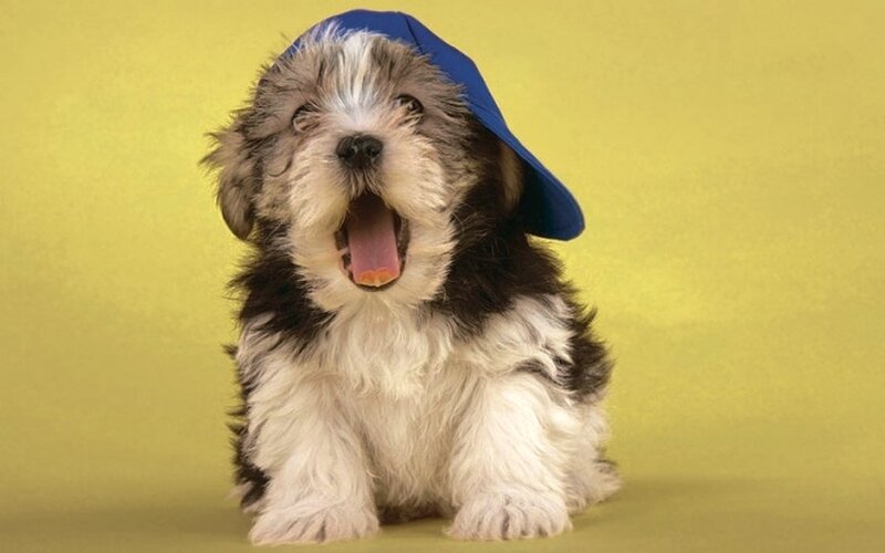 Puppy Wearing Hat — Yellow