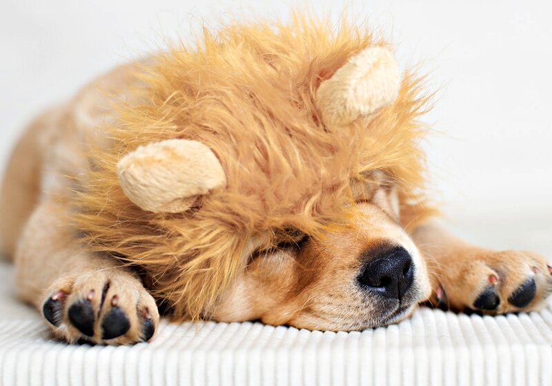 Puppy Wearing Lion Costume