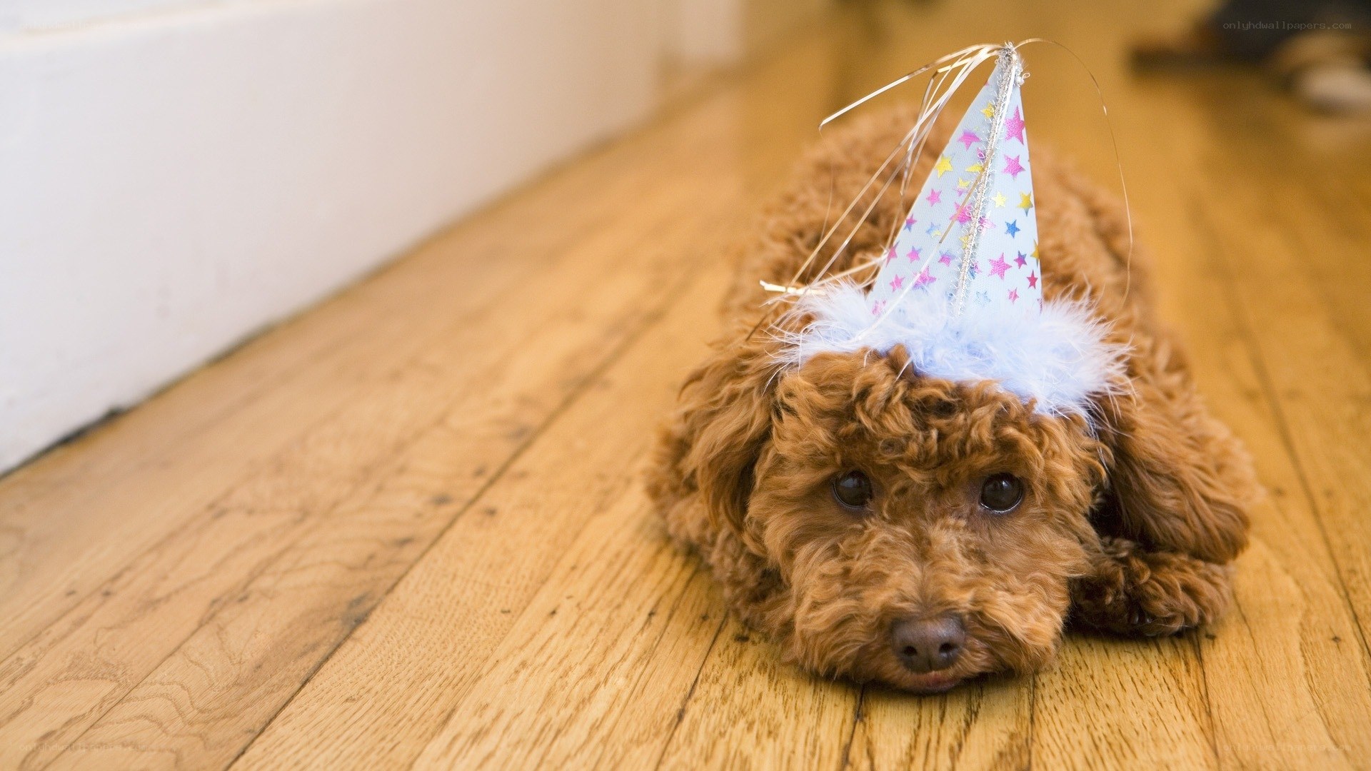 puppy wearing party hat