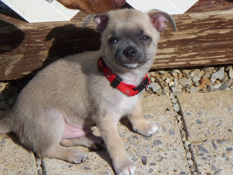 puppy wearing red collar