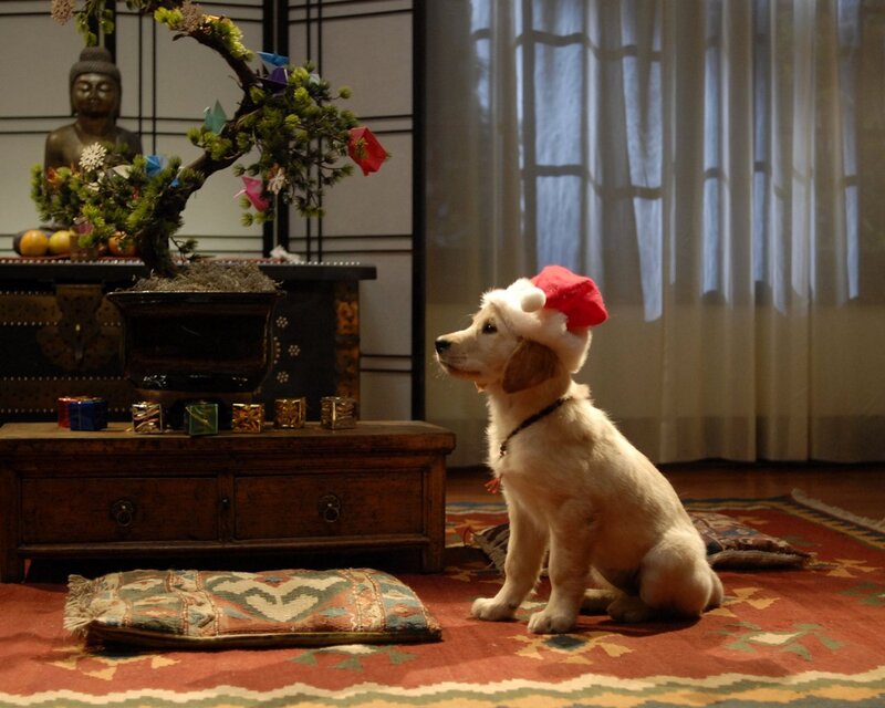 Puppy Wearing Santa Hat — Red
