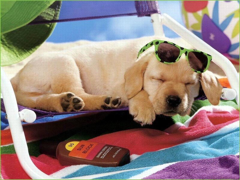 Puppy Wearing Sunglasses — Green