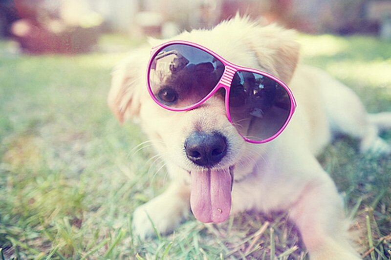 Puppy Wearing Sunglasses — Pink