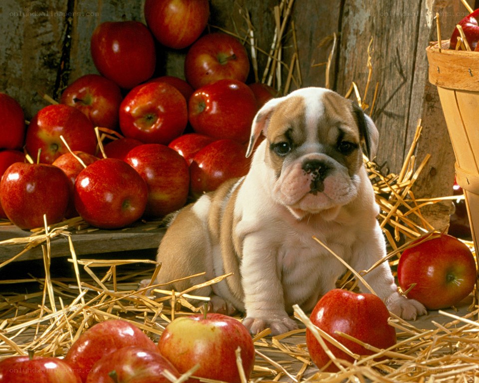 puppy with apples in hay