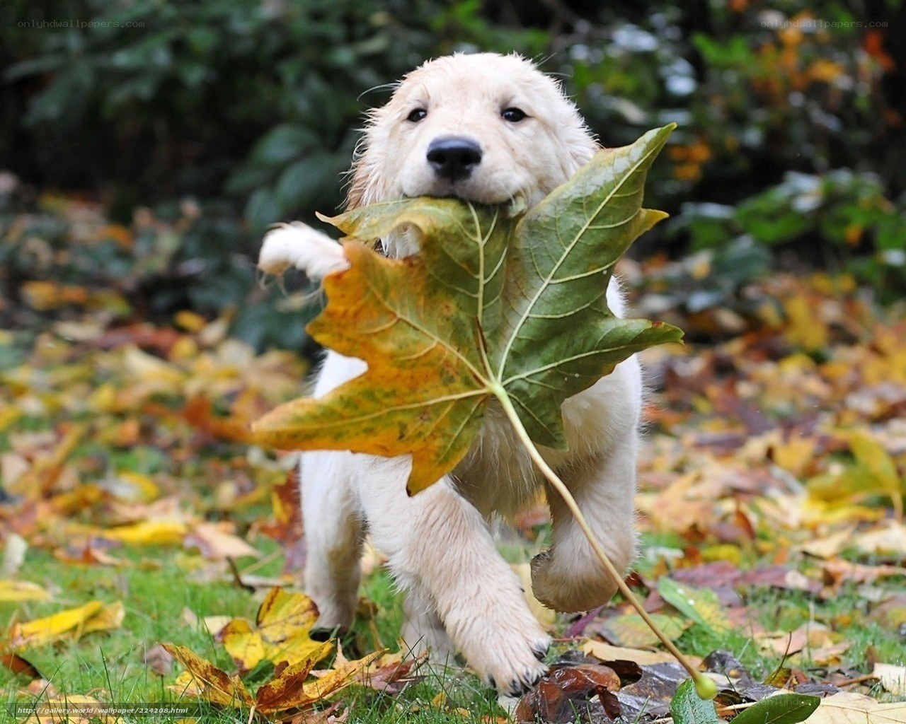 puppy with autumn leaf