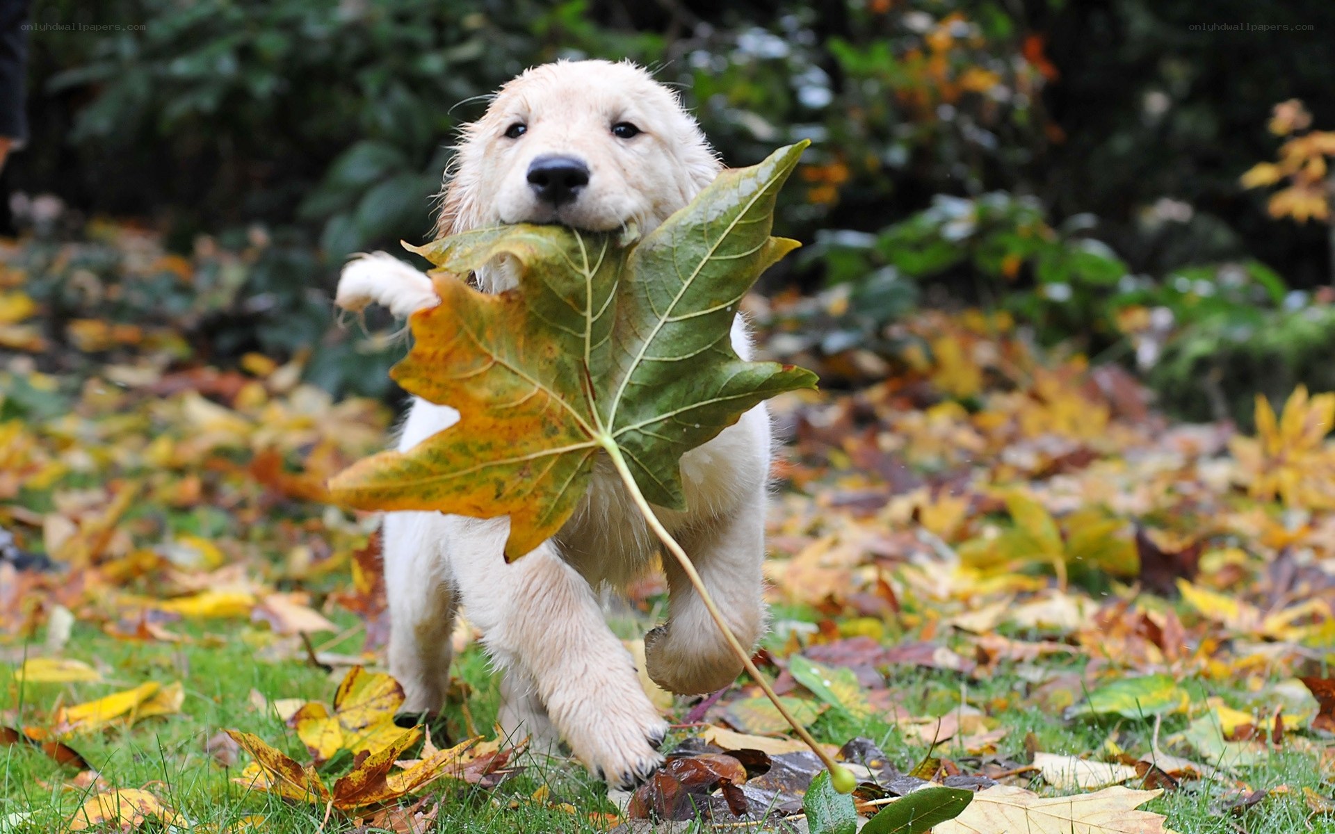 Puppy with autumn leaf
