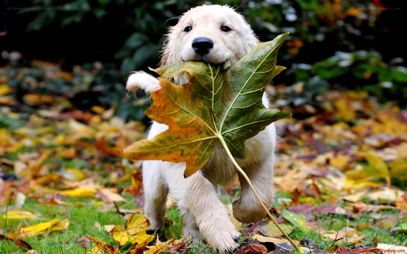 Puppy with autumn leaf