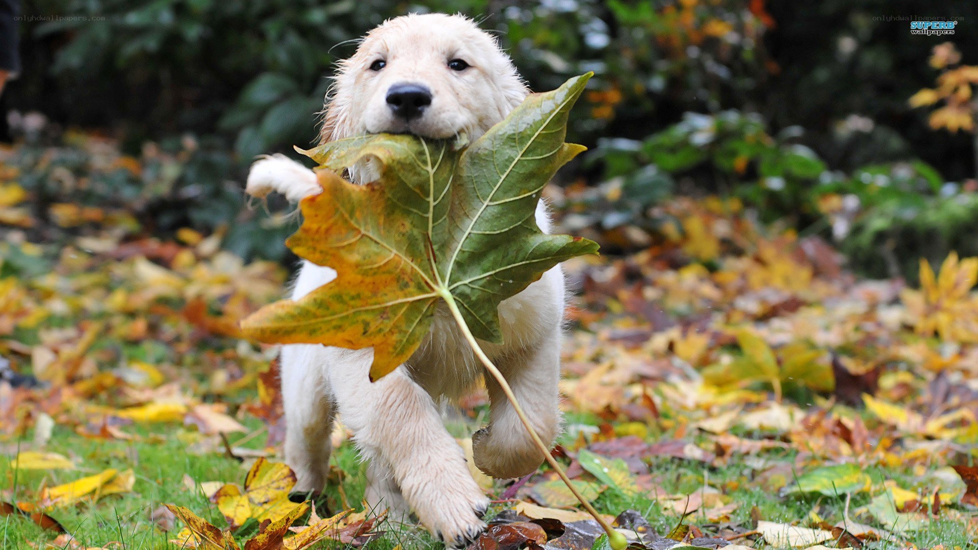 puppy with autumn leaf