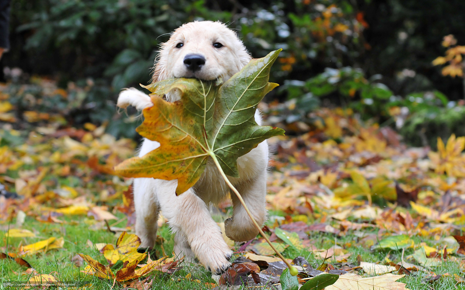 Puppy with autumn leaf