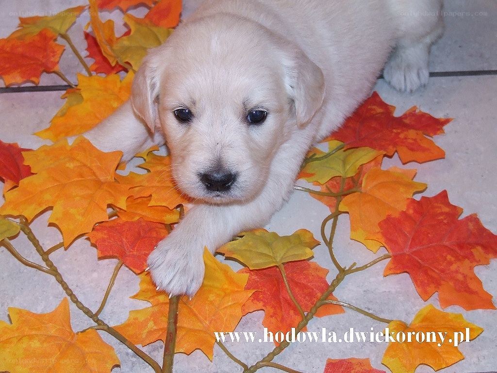 puppy with autumn leaves