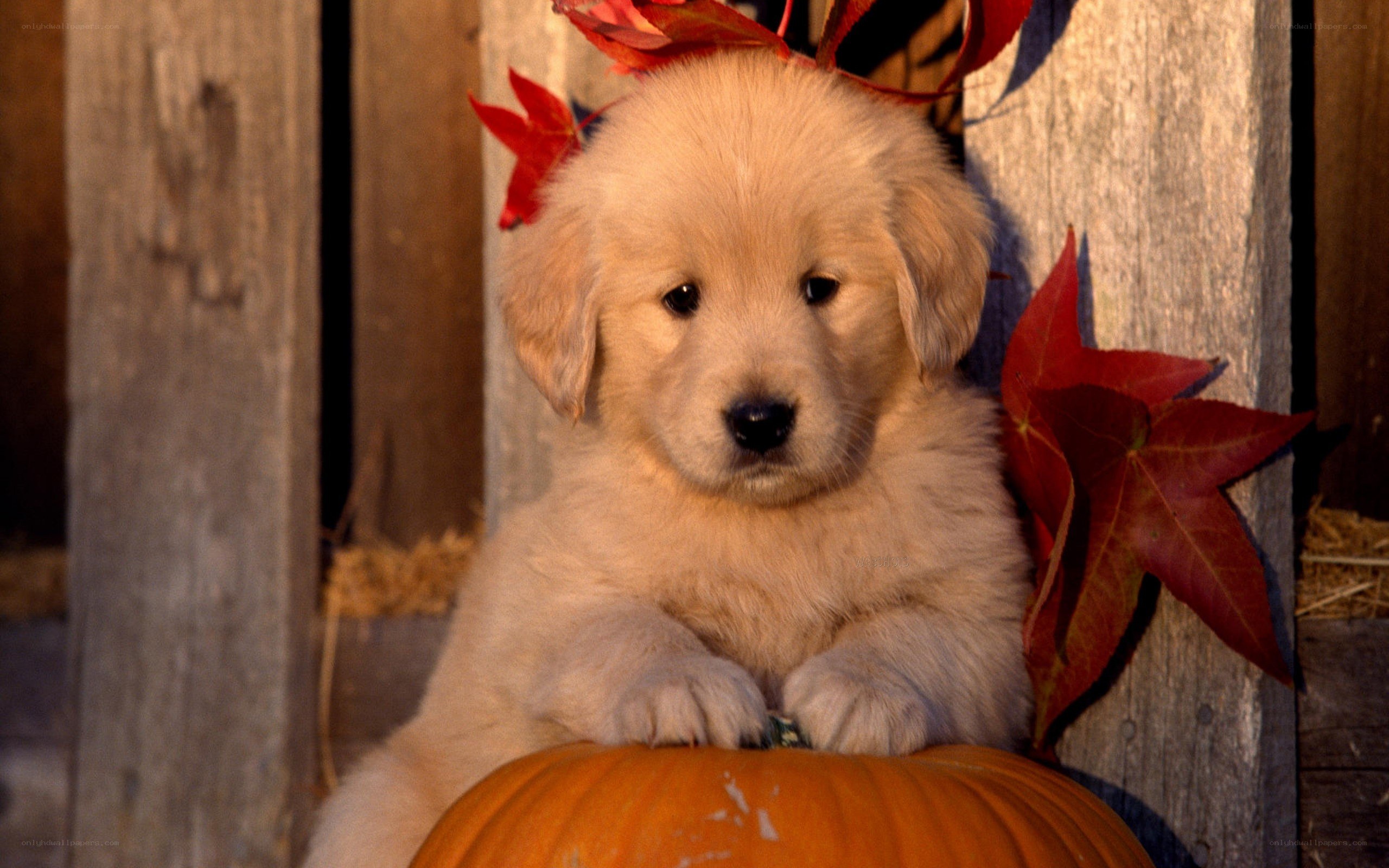 puppy with autumn leaves