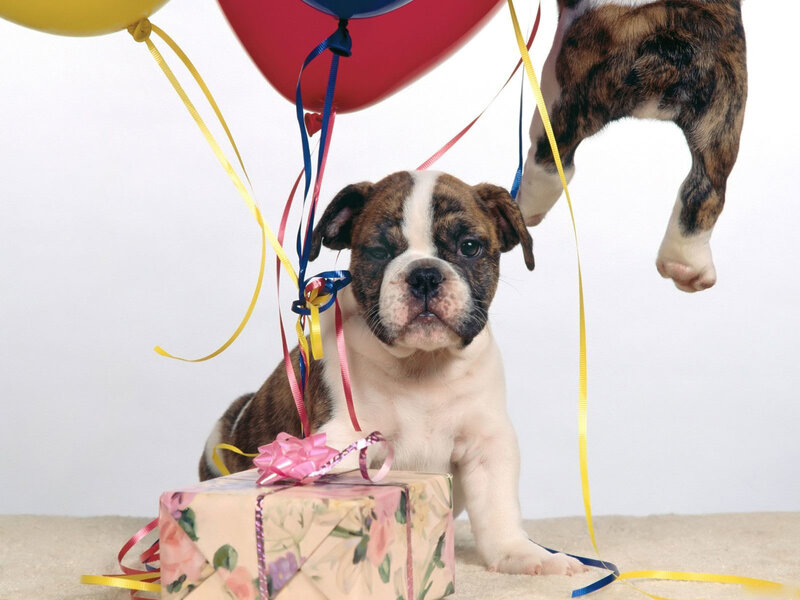 puppy with balloons and gift