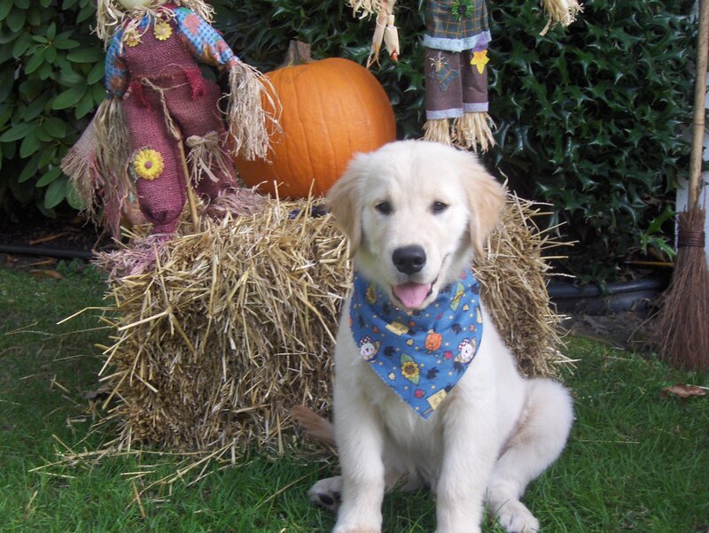 puppy with bandana in autumn