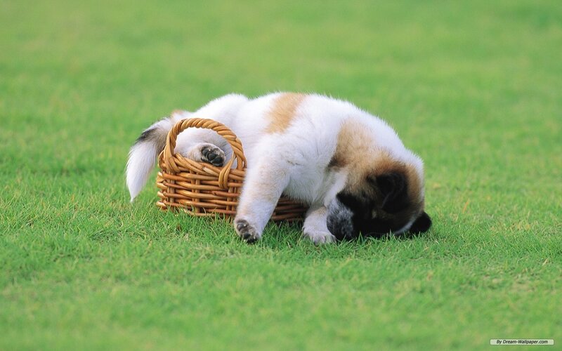 Puppy with Basket