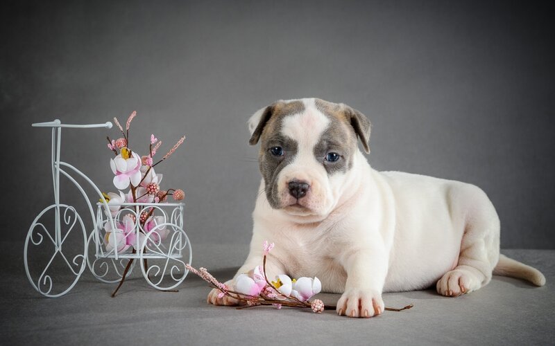 Puppy with Bicycle