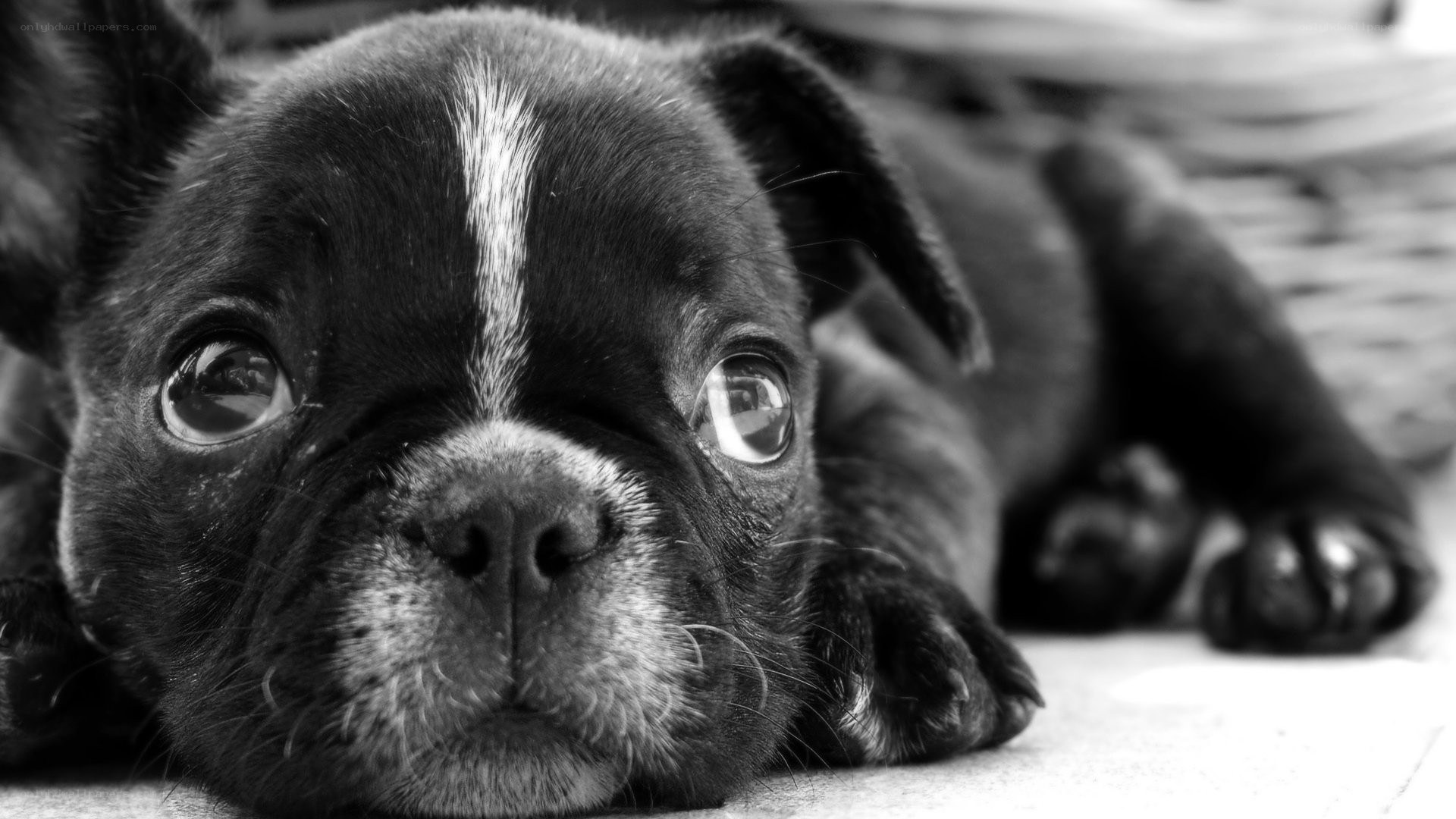 puppy with big eyes