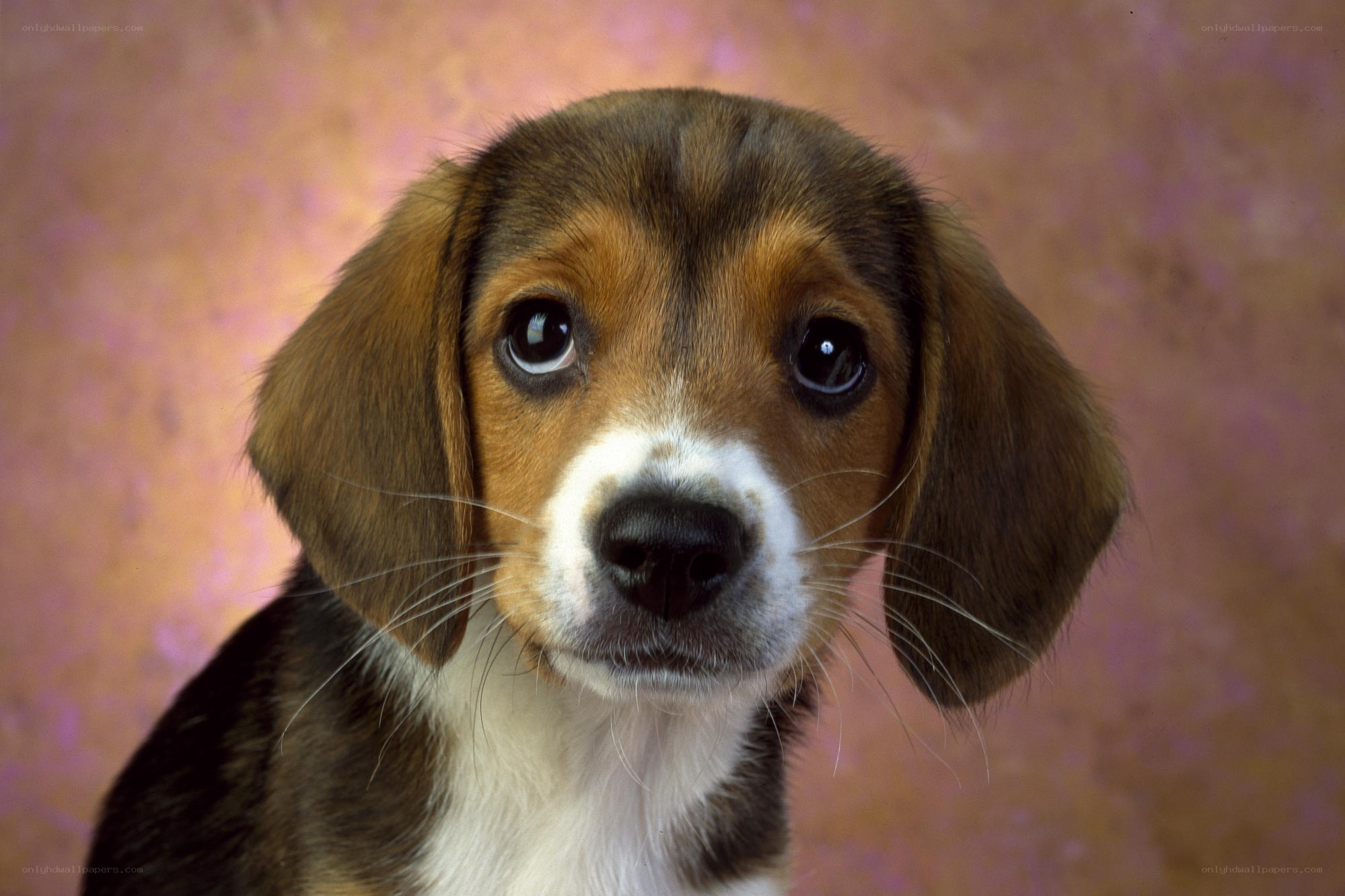 puppy with big eyes