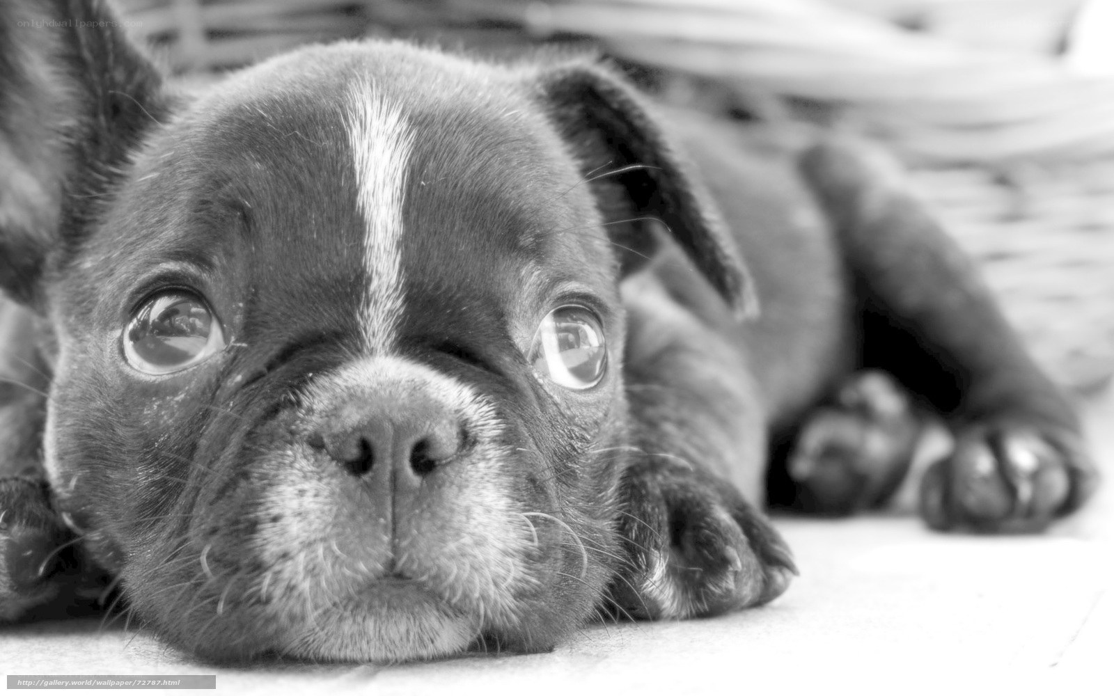 puppy with big eyes