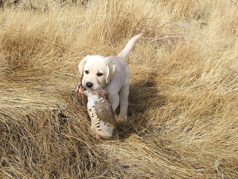 Puppy with Bird
