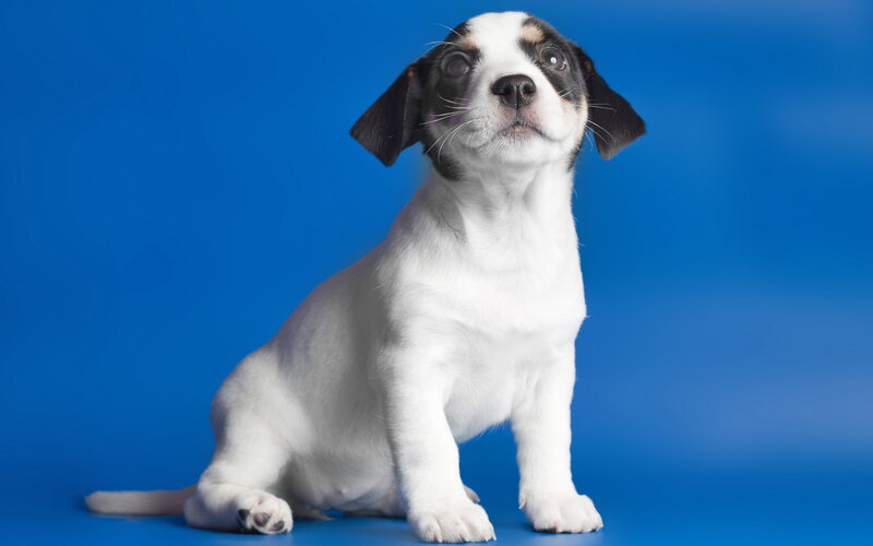 Puppy with Black and White Fur